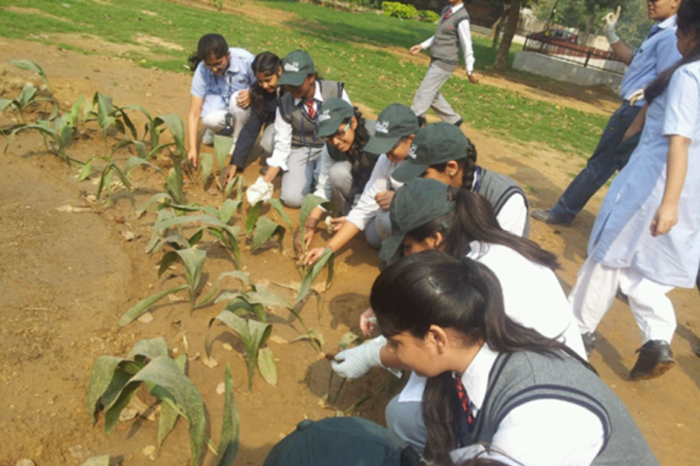 Higher secondary students planting trees